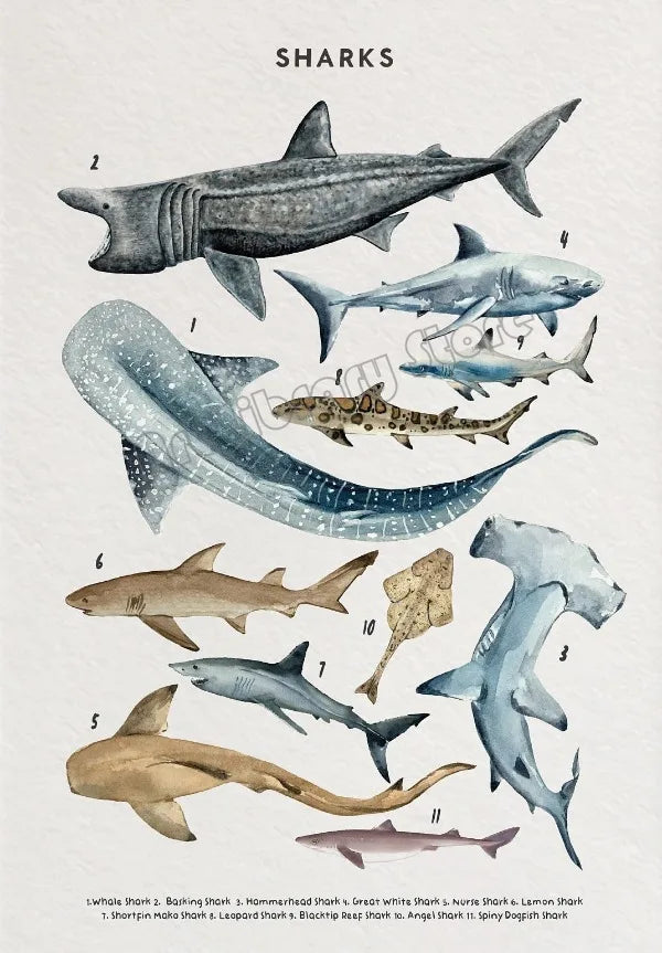 Whale and Shark Seashells Turtles Octopus Fish Marine Life Ocean Animals Poster Canvas Painting Wall Art Pictures Home Decor