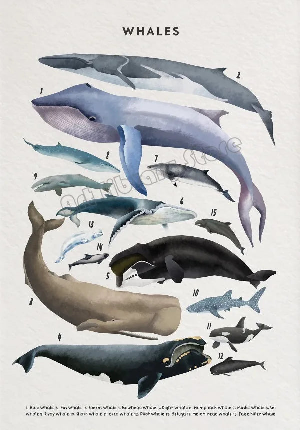 Whale and Shark Seashells Turtles Octopus Fish Marine Life Ocean Animals Poster Canvas Painting Wall Art Pictures Home Decor