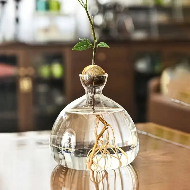 Avocado Vase Grow Glass Bulb Vases Acorn Seed Starter Vase Avocados Pit Planter Pot for Gardening Lover Indoor Hydroponics