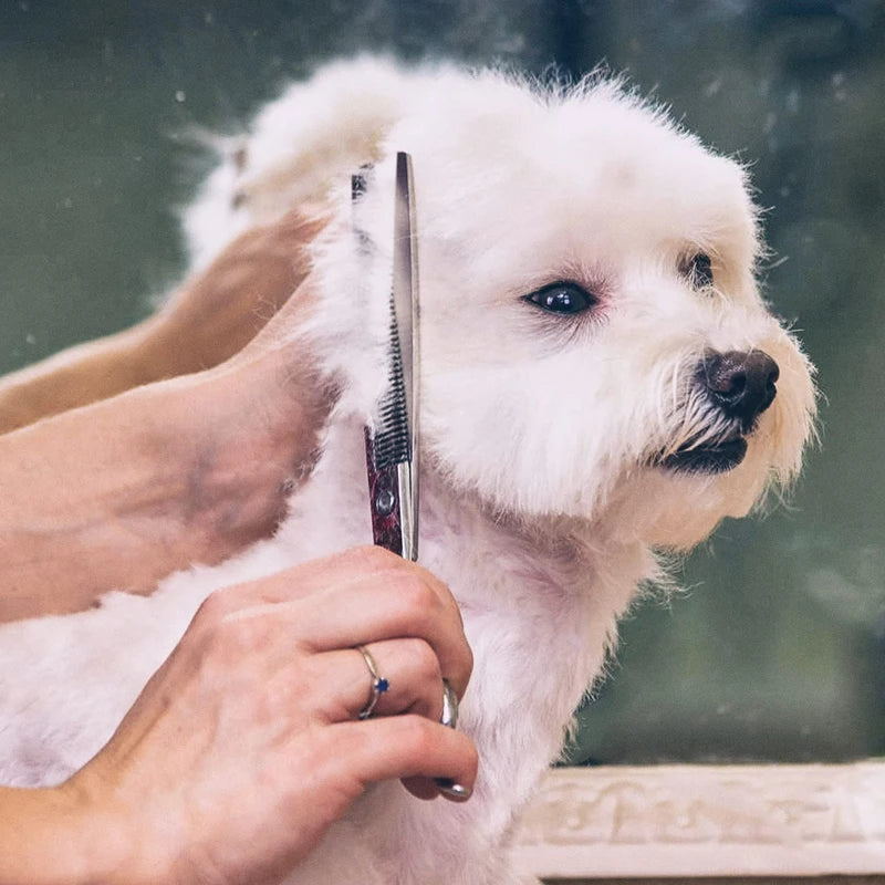 Safty Pet Grooming Scissors Round Head Professional Stainless Steel Dog Hair Scissors Animal Cutting Pets Shears Portable Set