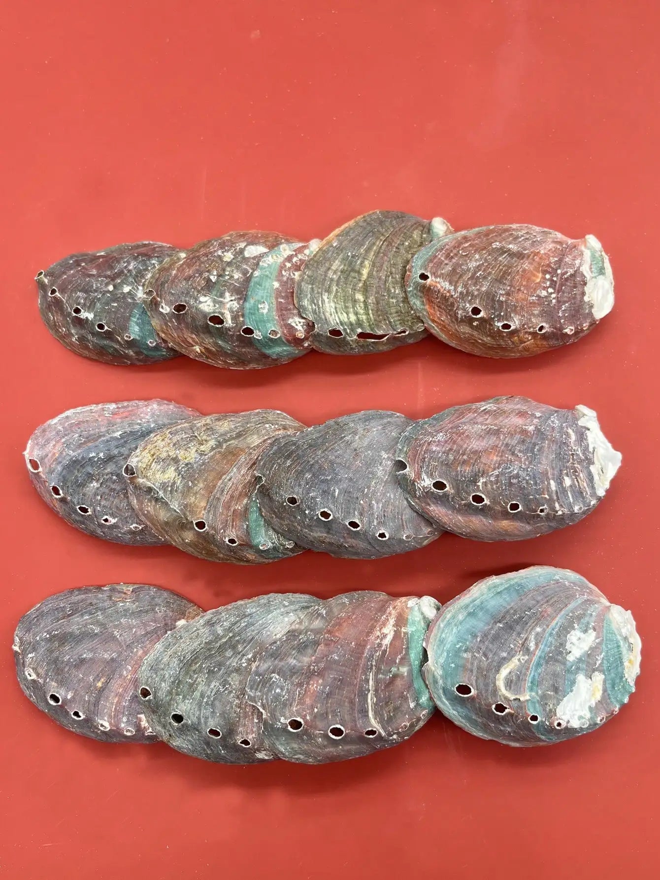1pc Natural Green Abalone Shells, For Sage Smudging, Burning Incense,Incense Holder&Home Decoration Home Decor, Room Decor