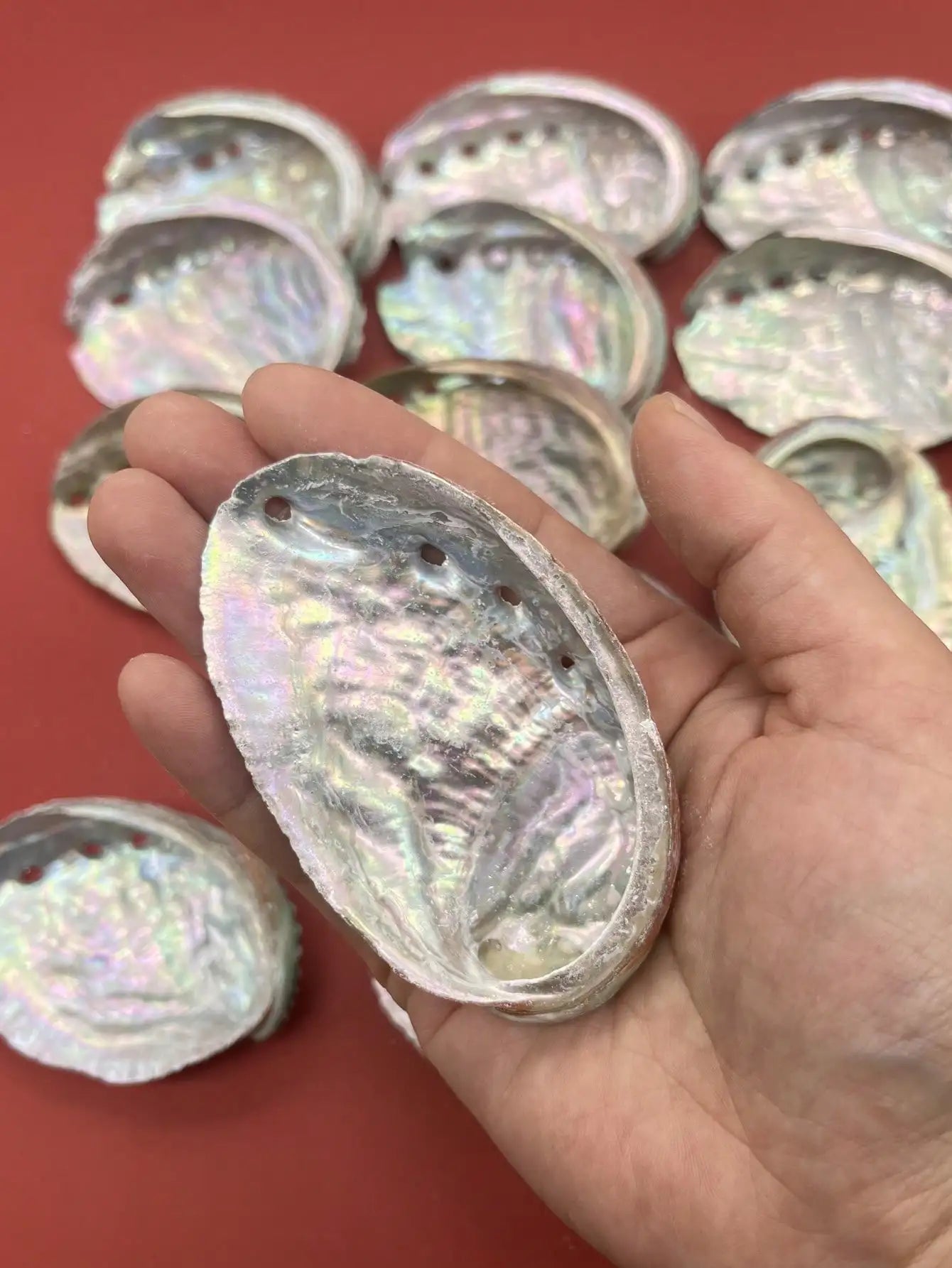 1pc Natural Green Abalone Shells, For Sage Smudging, Burning Incense,Incense Holder&Home Decoration Home Decor, Room Decor